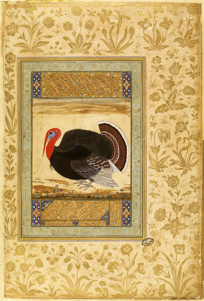 Mansur, Turkey cock, ca. 1612, opaque watercolor and gold on paper.  © Victoria and Albert Museum, London, IM.135-1921